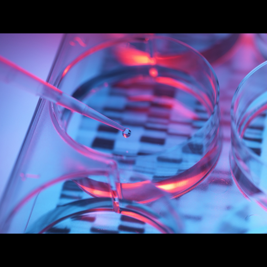 Amplirun® Campylobacter Jejuni DNA Control size: 10,000size:20,000 c/µL