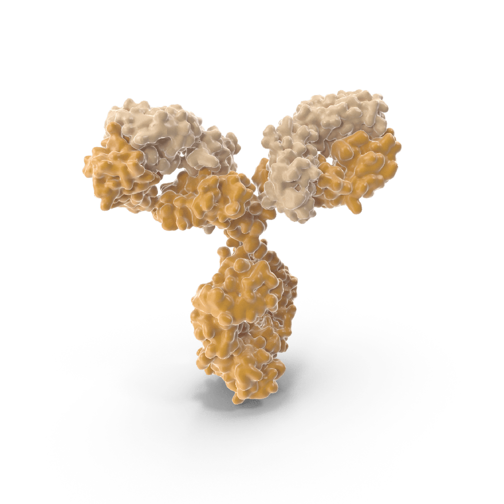 Group A Streptococcus Monoclonal Antibody