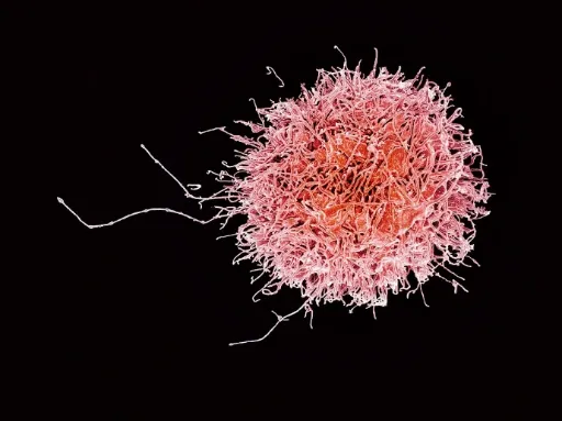Introduction to Cancer Studies